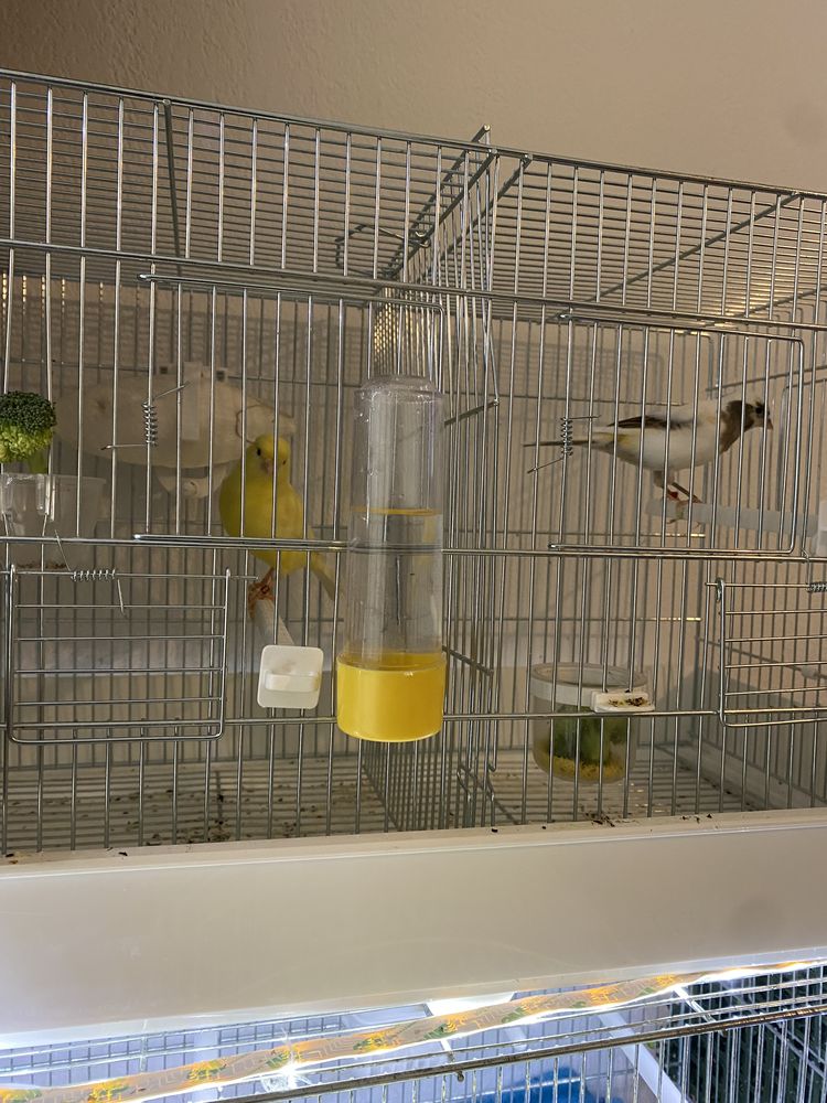 Canari 50 31000 Toulouse