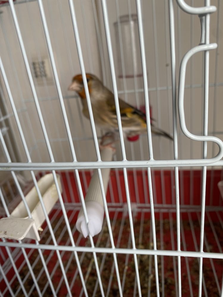 Mulet 150 31000 Toulouse