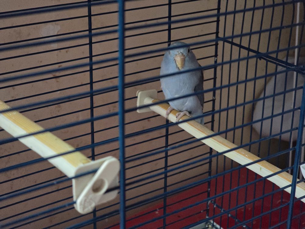 Femelle toui c&eacute;leste epp 50 77240 Vert-saint-denis