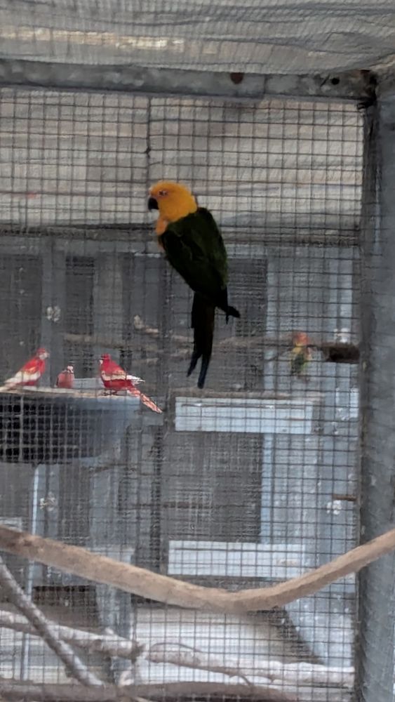 Perruche jandaya 150 80000 Amiens