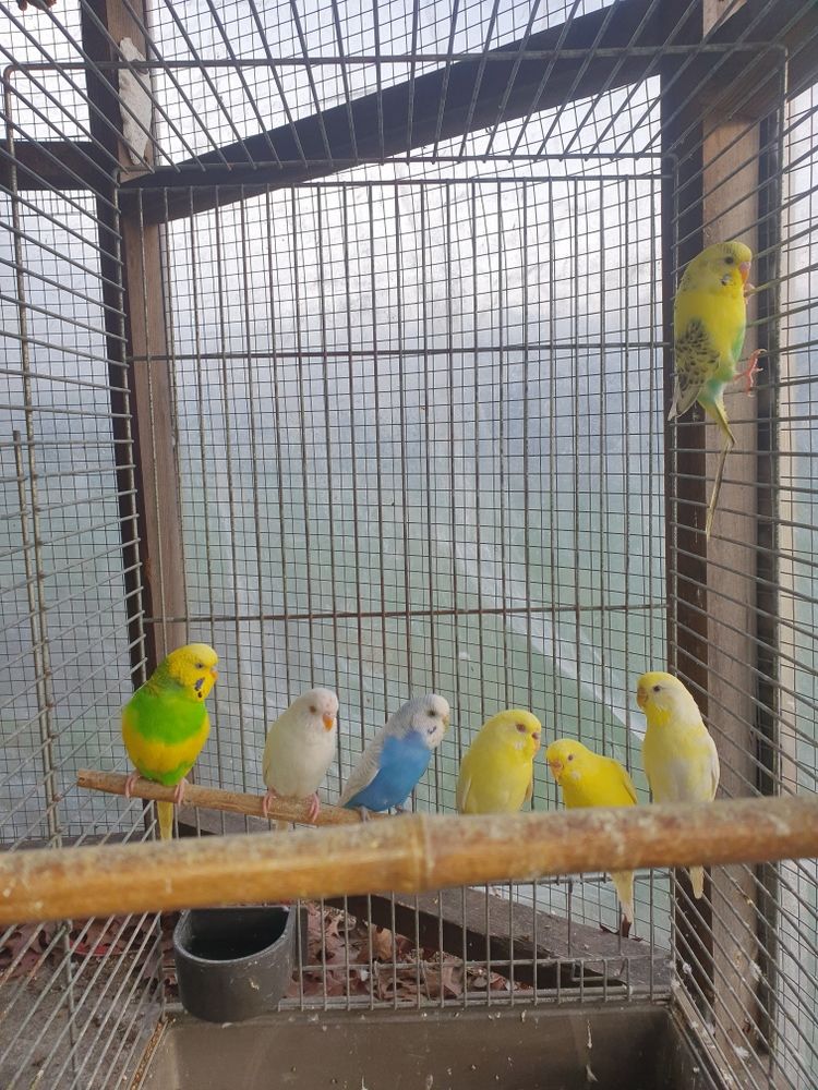 perruches ondul&eacute;es 10 56130 Nivillac