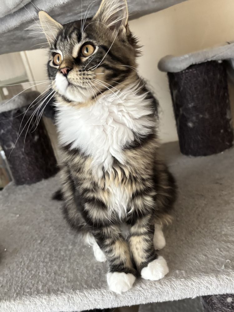Magnifique chatons Maine Coon  950 91670 Angerville