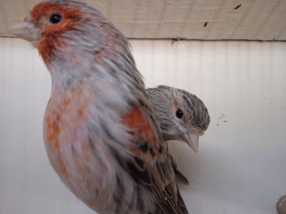 Canari agate rouge mosa&iuml;que 20 57600 �ting