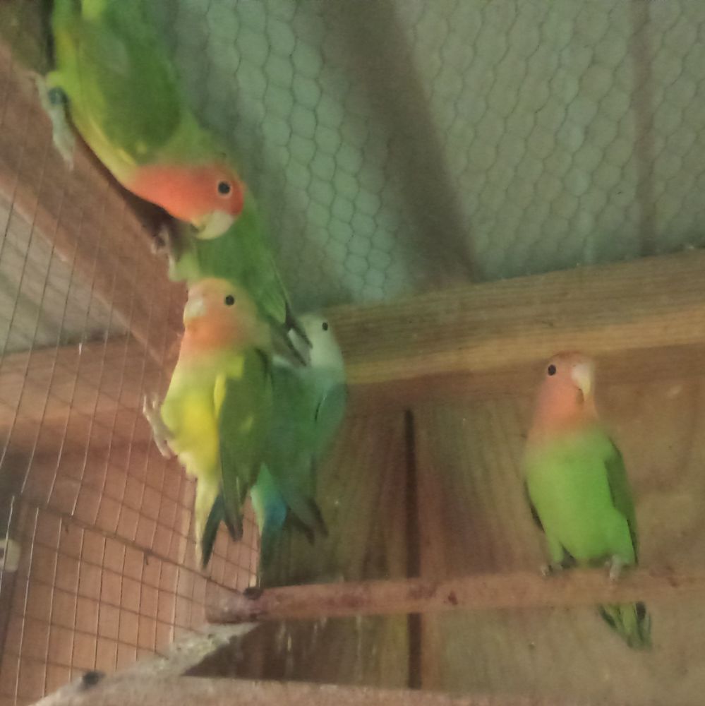 Ins&eacute;parables 20 56130 F�rel