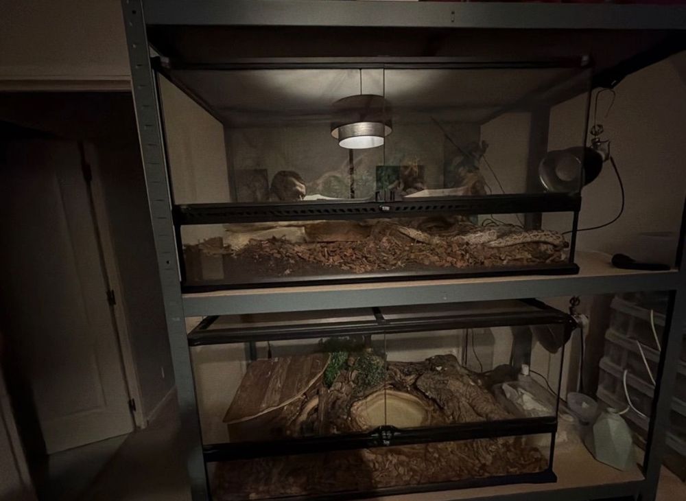 Couple Pantherophis Scaleless 
450 77170 Brie-comte-robert