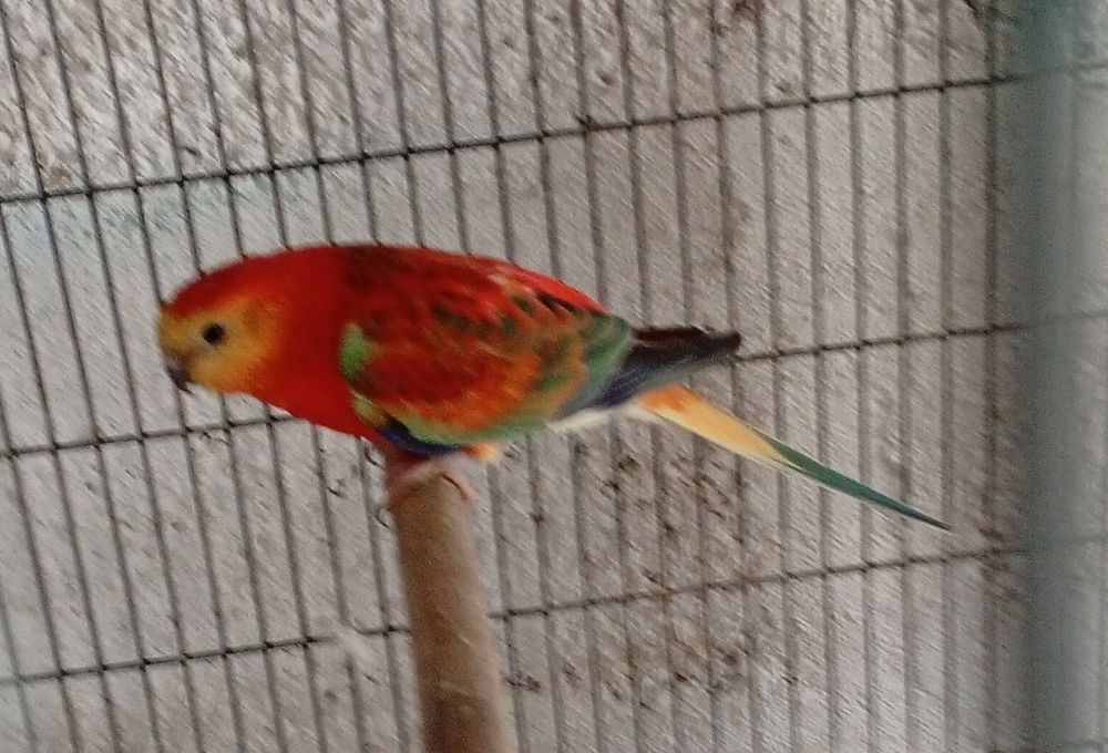 Recherche croupion femelle 0 40990 Saint-paul-l�s-dax