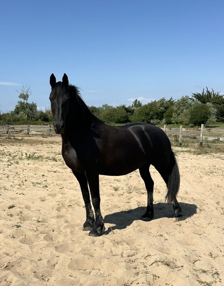 Belle arabo frisonne 4000 85550 La barre-de-monts