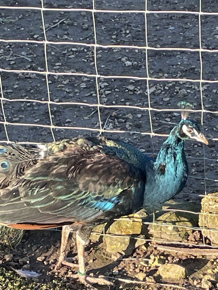  paon m&acirc;le adulte 200 16000 Angoul�me