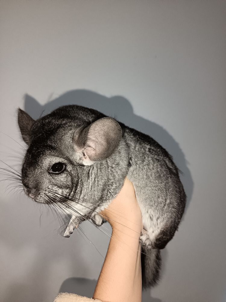 2 Chinchilla 250 91200 Athis-mons