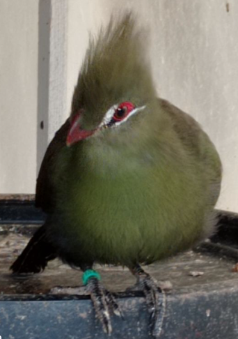 TOURACO PERSA 0 76480 Saint-pa�r