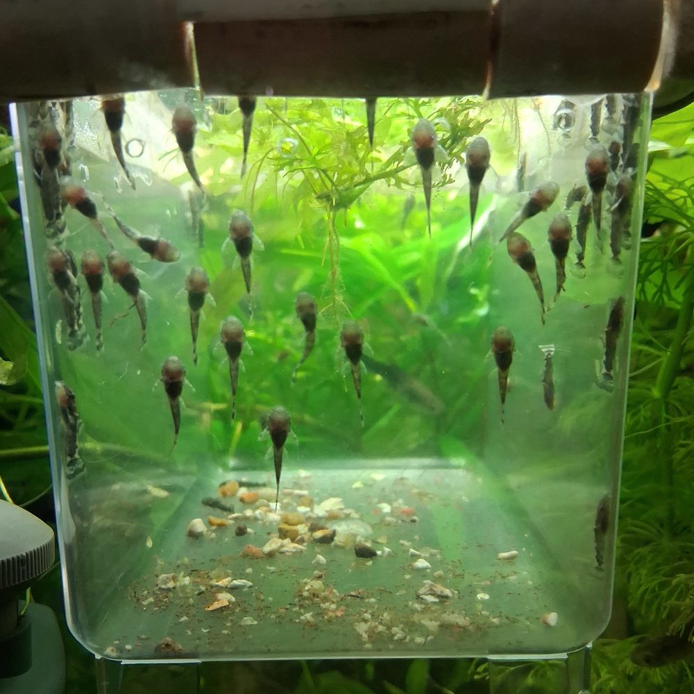 Poisson,  plantes 1 81190 Moular�s