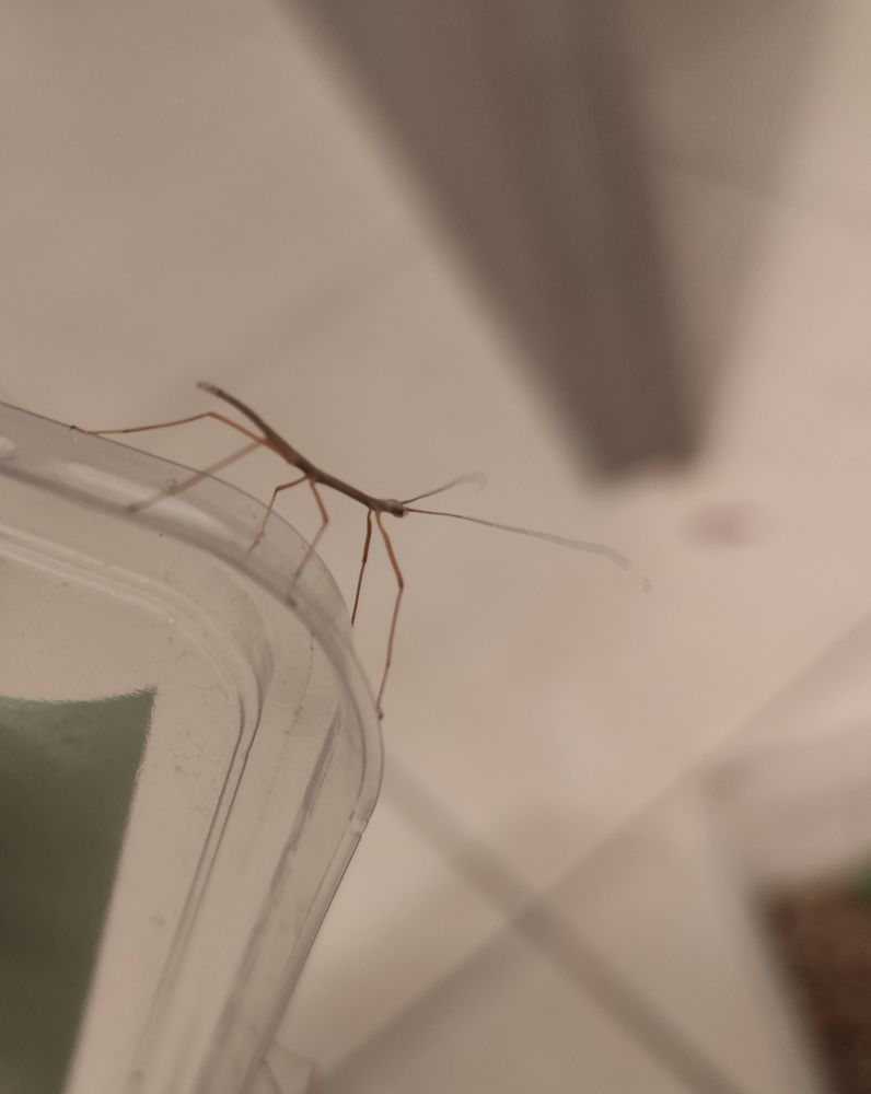 Phasmes marmessoidea sp "cat tien" 2 euros l' unit&eacute; L1 2 13690 Graveson