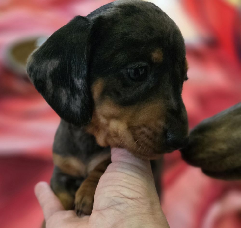 Teckel &agrave; r&eacute;server 1950 51170 Crugny