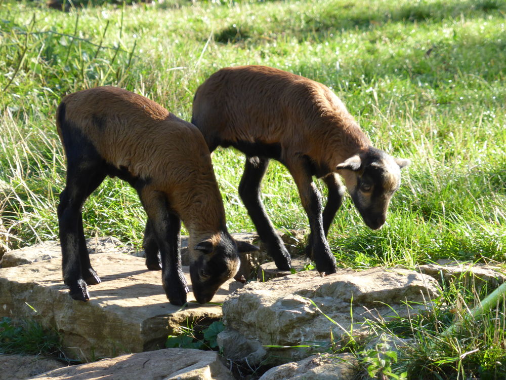 Mouton du cameroun 120 11500 Quillan