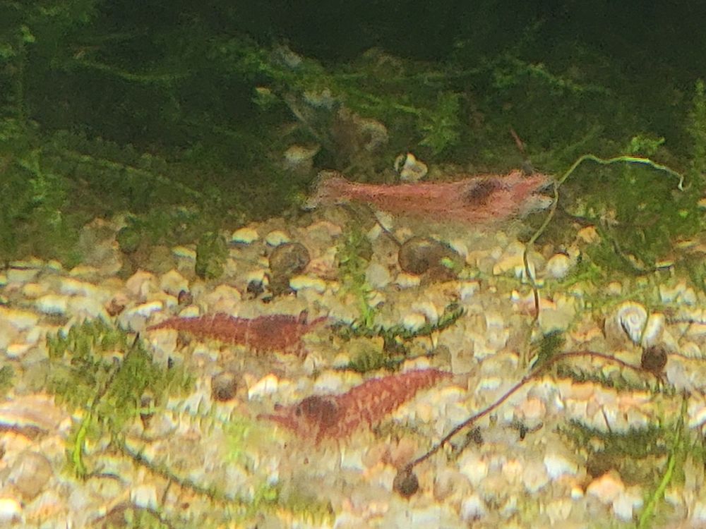Crevettes rouges neocaridina 2 91100 Corbeil-essonnes