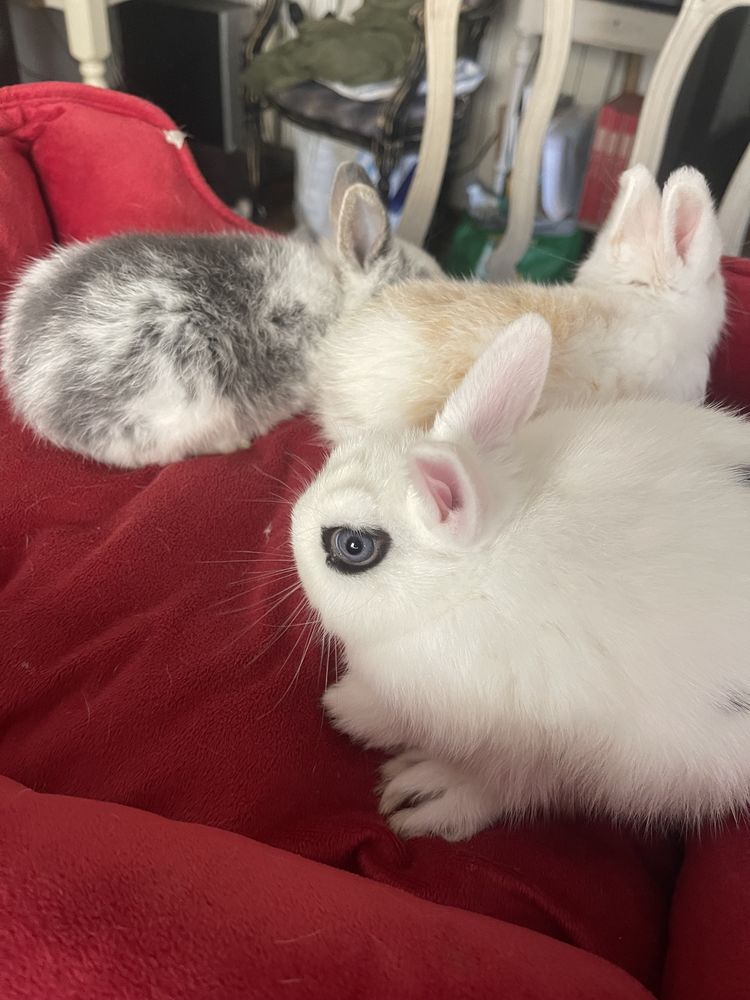 lapins extras nains 50 83100 Toulon