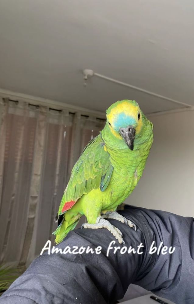 Rio perroquet AMAZONE &Agrave; FRONT BLEU 2 1200 11000 Carcassonne