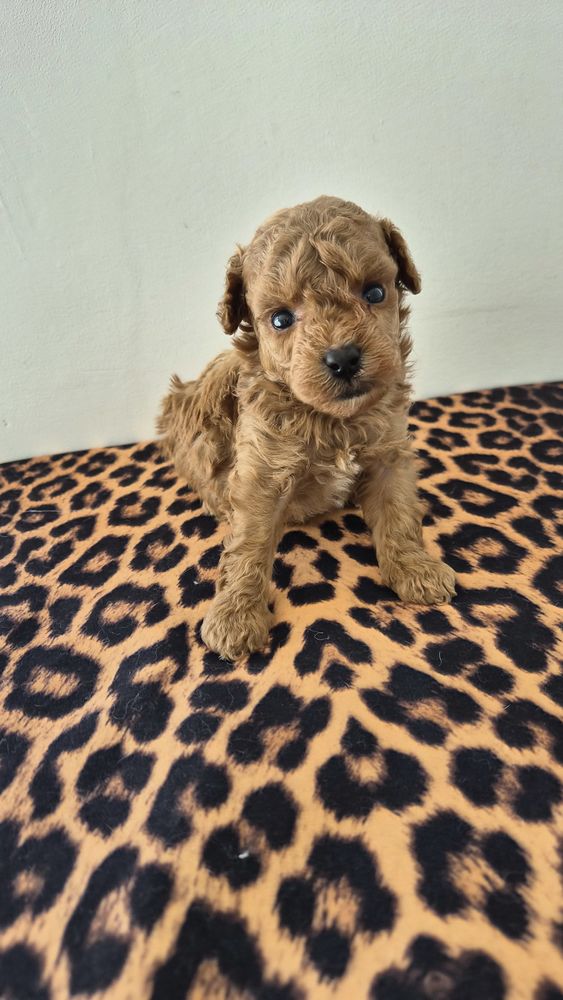 &Agrave; r&eacute;serv&eacute; Chiots caniches toys fauve rouge 3000 86430 Luchapt