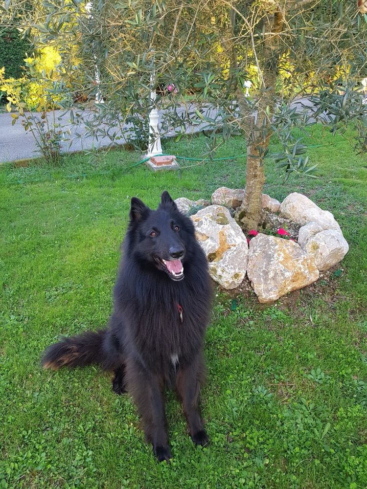 Recherche chienne berger belge Groenendeal pour saillie 0 31620 Fronton