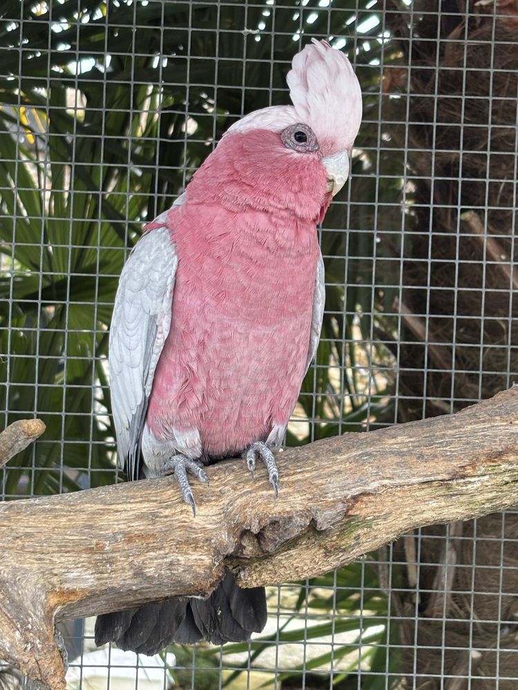 Rosa Albin de trois ans. E, A, M. 850 44650 Leg�