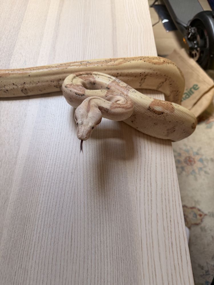 Boa imperator VPI sunglow jungle femelle
NC 2021 590 69006 Lyon