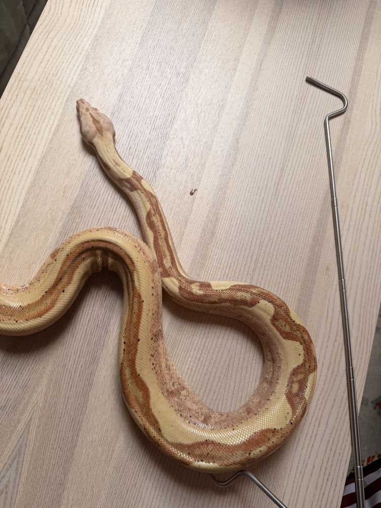 Boa imperator VPI Sunglow jungle m&acirc;le NC 2020 690 69006 Lyon