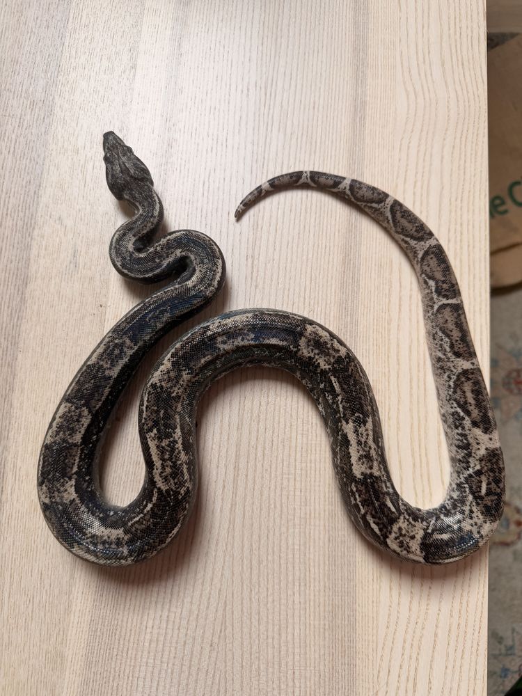 Boa imperator Hypo IMG Ghost femelle - NC 2022 890 69006 Lyon