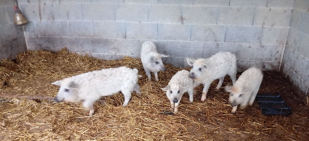 Porc , cochon, mangalitza 30 29400 Guimiliau