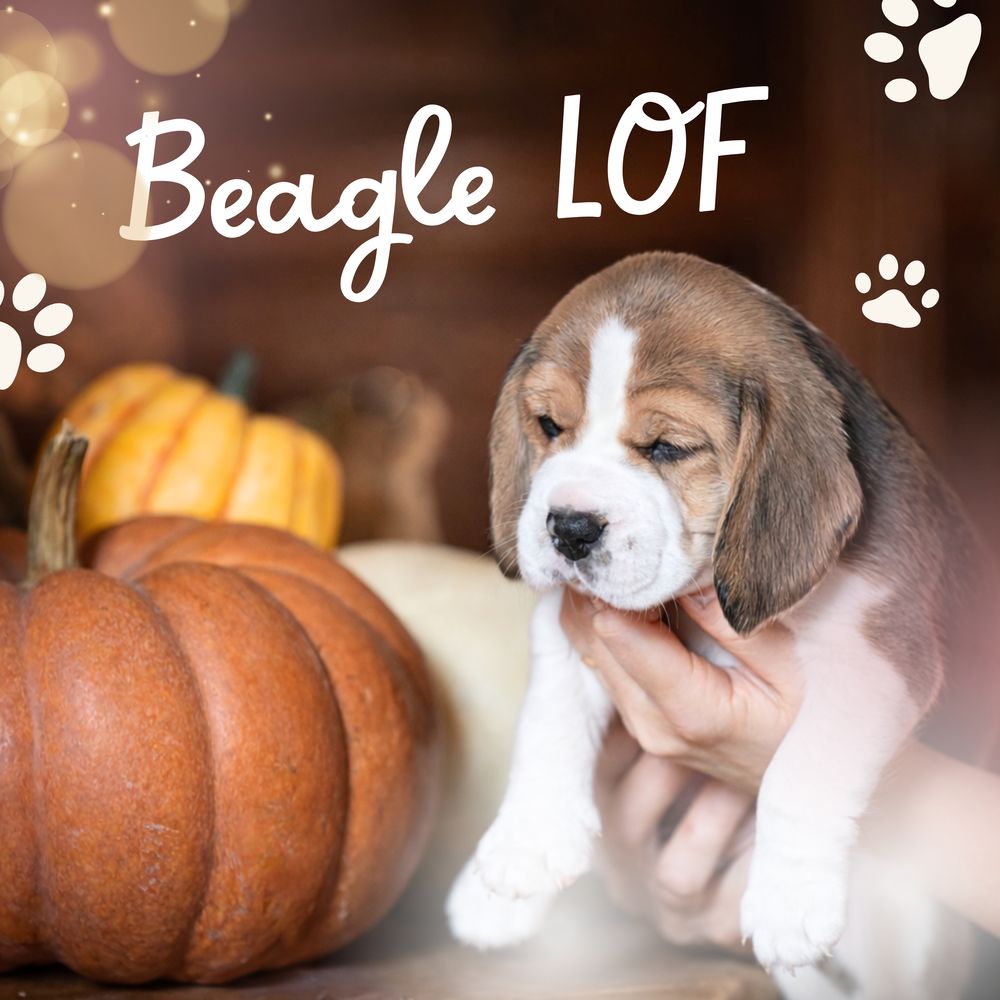 Chiots BEAGLE au LOF 1150 57410 Siersthal