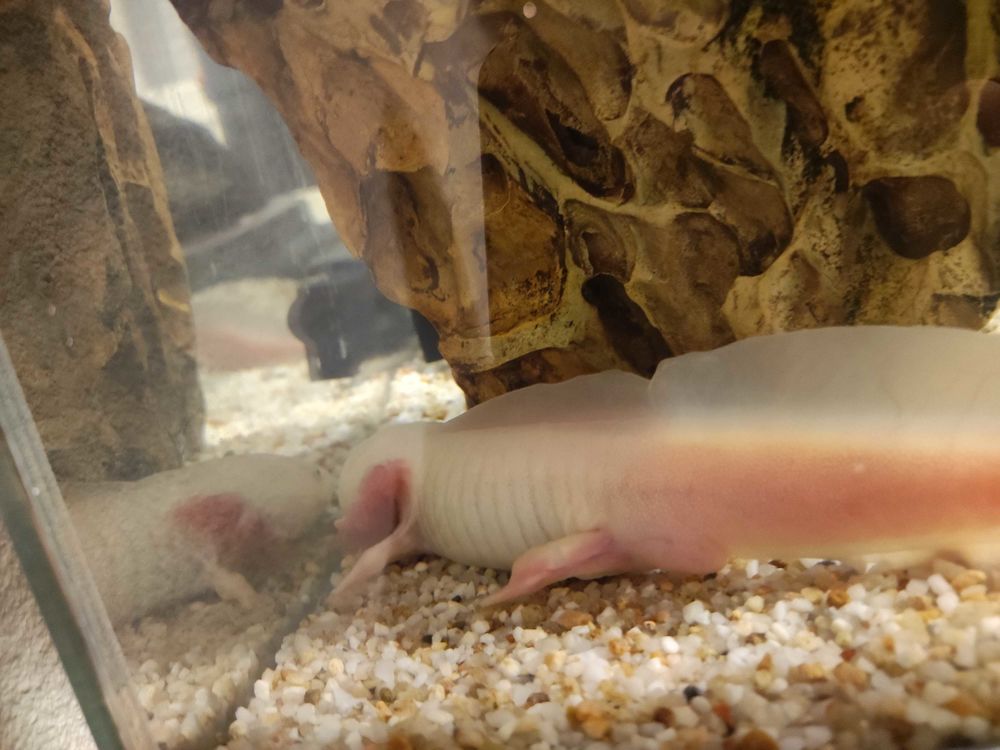 Axolotls 15 57380 Faulquemont