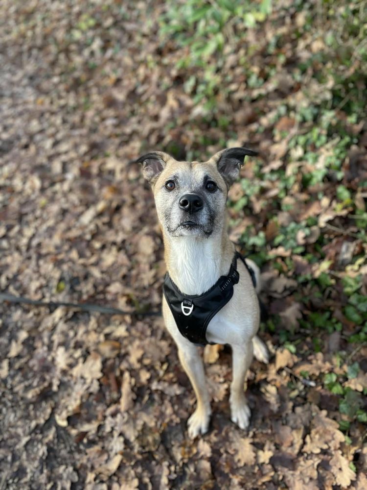 Donne Chien M&acirc;le 6 ans Crois&eacute; Type Malinois 0 74150 Rumilly