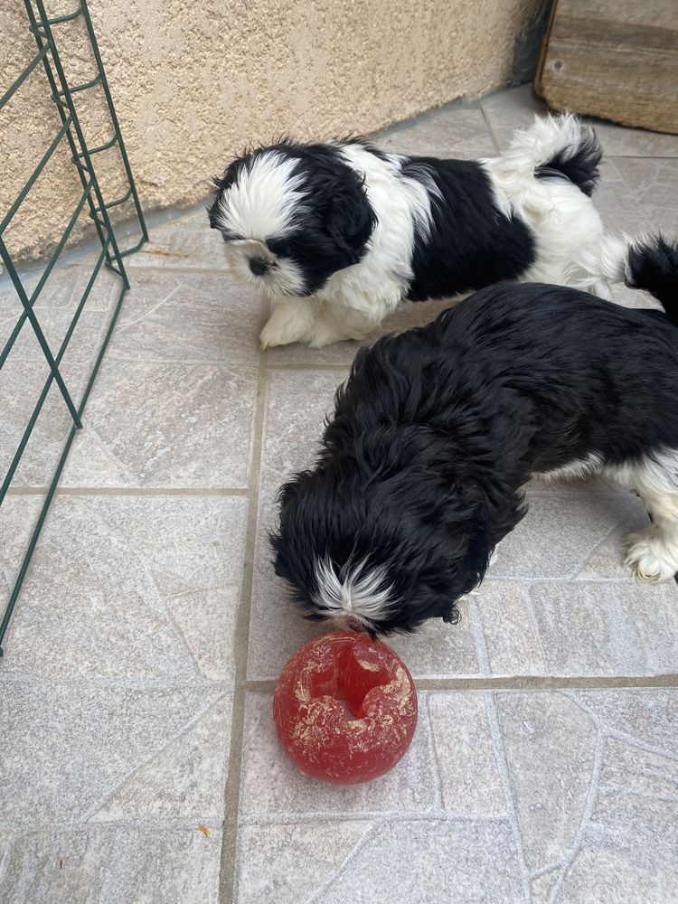 adorable b&eacute;b&eacute; shih tzu 950 83200 Toulon