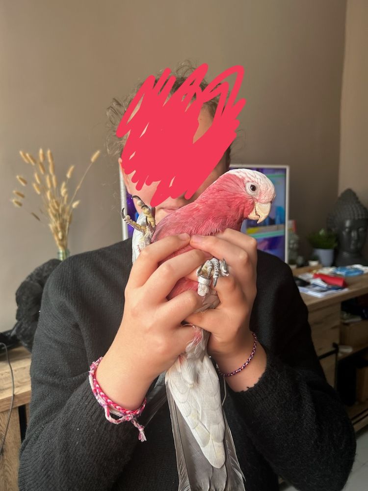 Cacato&egrave;s+rosalbin+m&agrave;&cent;le 1200 62320 Rouvroy