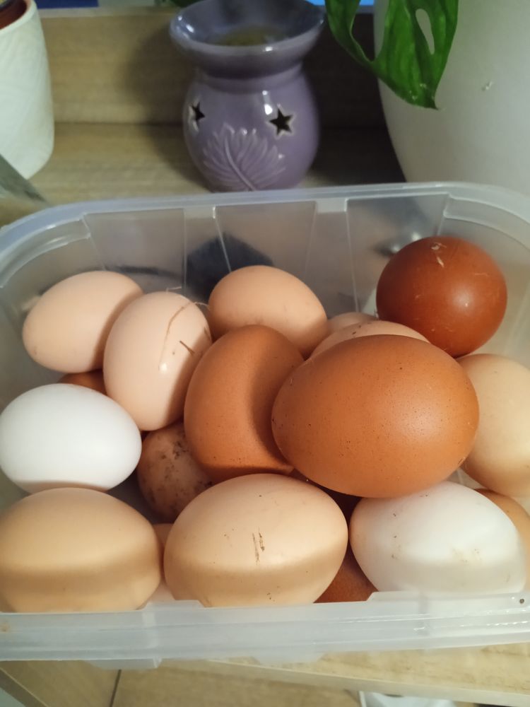 Oeufs de poules bio 1 62129 Inghem