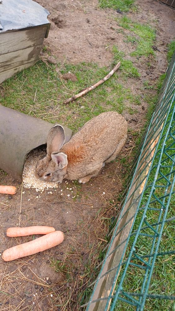 Lapin m&acirc;le. 1 ans pour reproduction. 
40 14240 Cahagnes