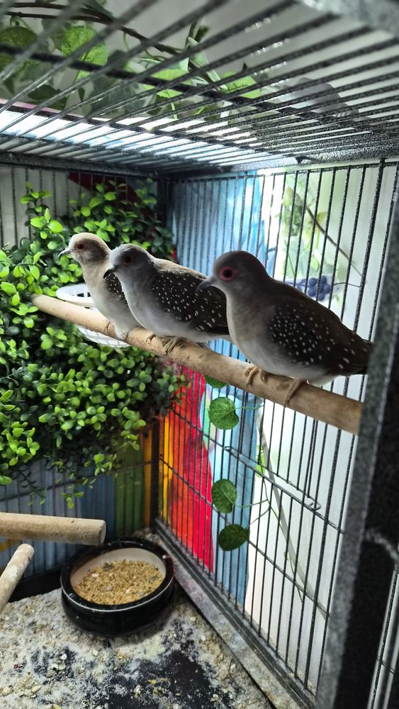 Colombe diamant F 15 86430 Luchapt