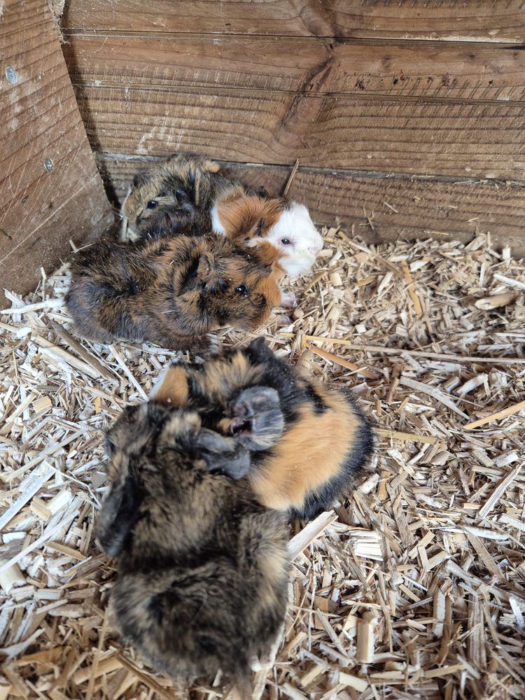 B&eacute;b&eacute;s cochon d'Inde 20 61360 Saint-jouin-de-blavou