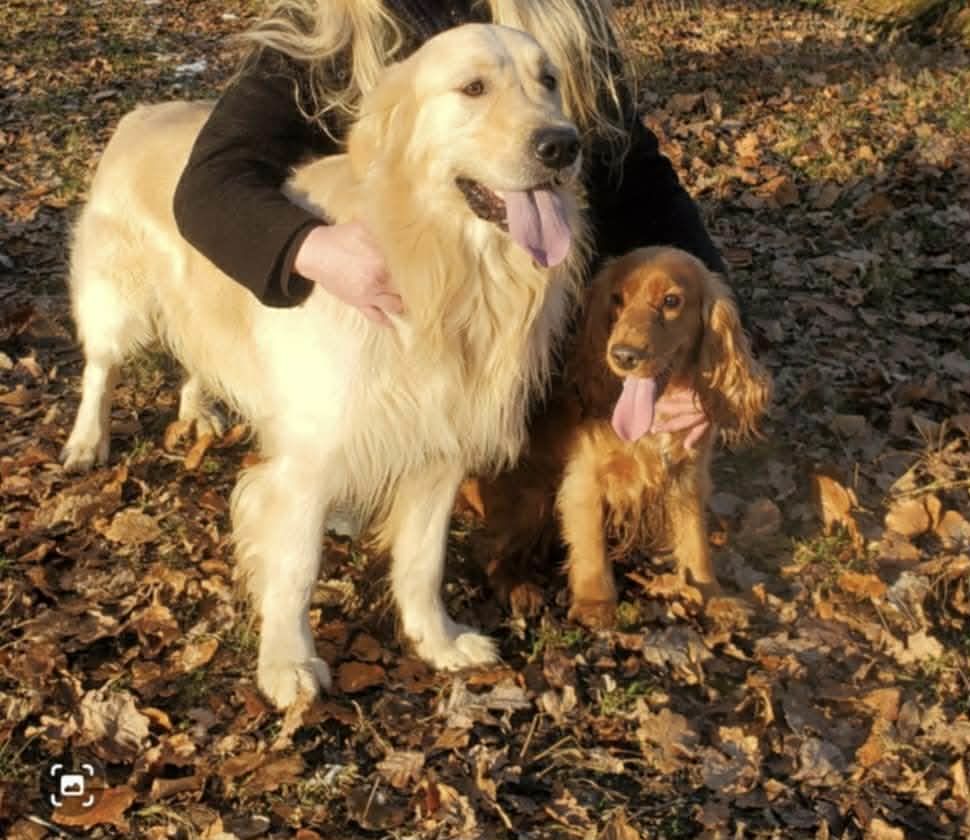 Superbe Golden Retriever disponible pour Saillie
0 59610 Fourmies