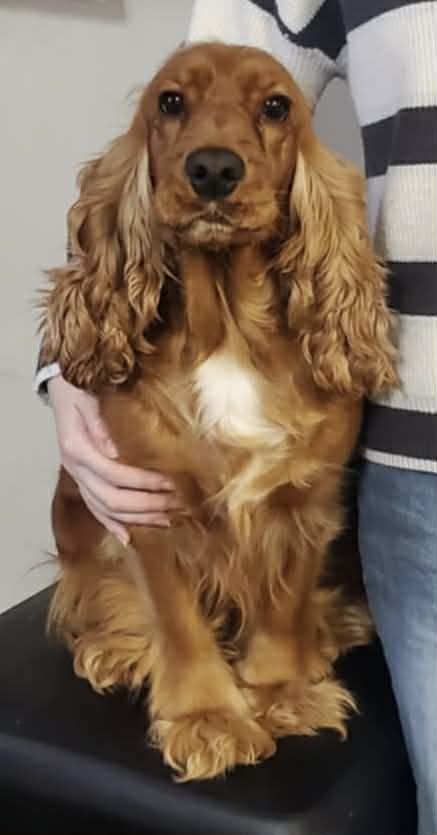 Femelle cocker Anglais cherche m&acirc;le pour saillie 0 59610 Fourmies