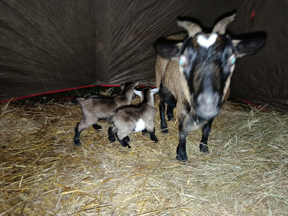 Boucs et Ch&egrave;vres naines 100 37380 Saint-laurent-en-g�tines