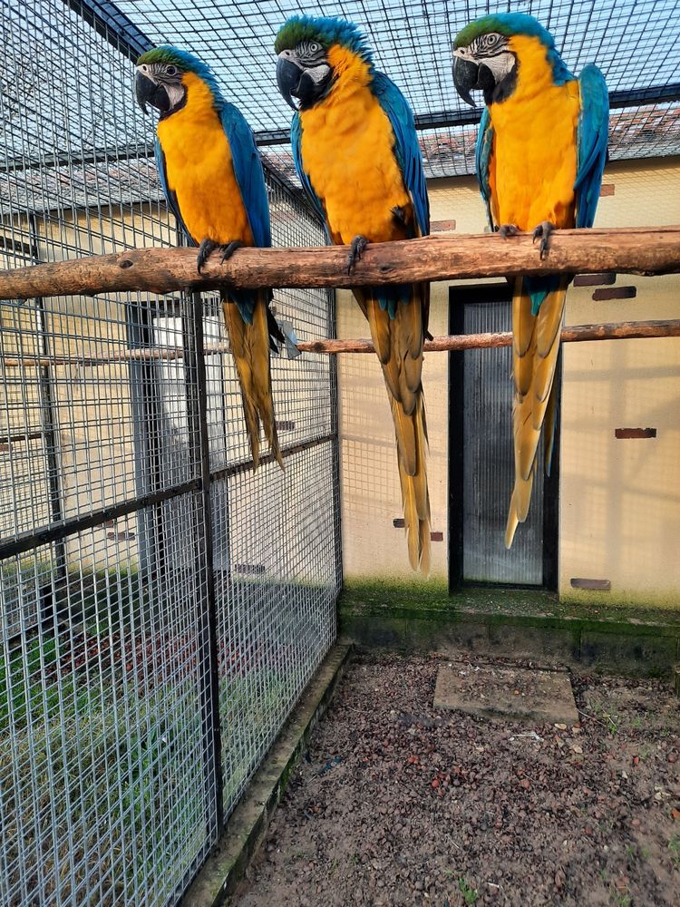 Ara jaune et bleu femelle 1500 47300 L�dat