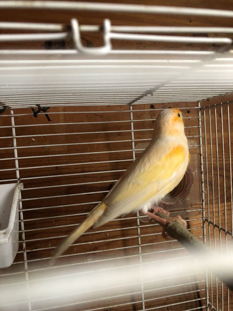 Canaris m&agrave;&cent;les 25 42400 Saint-chamond