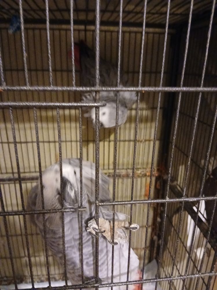 Gris du gabons 0 54270 Essey-l�s-nancy