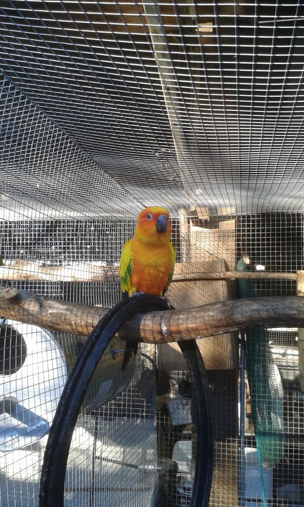 conure soleil 200 87620 S�reilhac