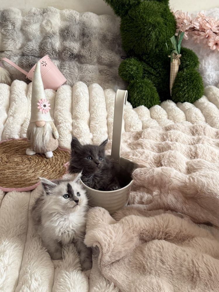 A r&eacute;server 2 magnifiques chatons Maine Coon LOOF 1700 01500 Saint-denis-en-bugey