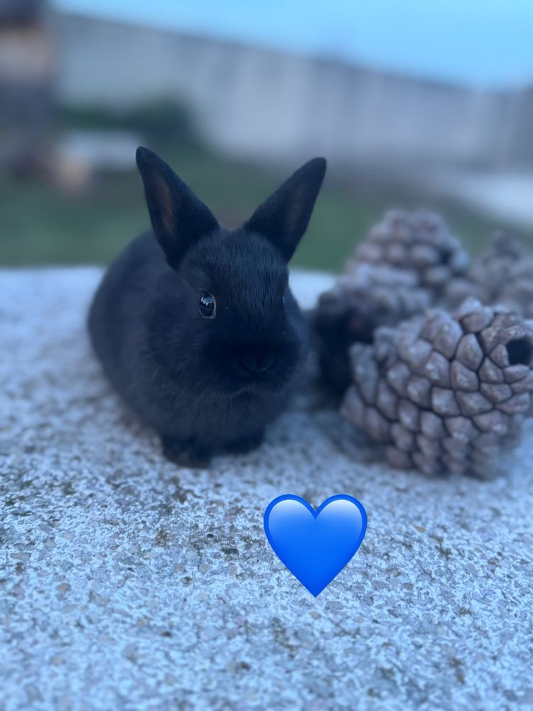 Lapins nains 60 71240 Varennes-le-grand