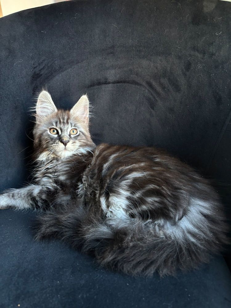 Magnifiques chatons Maine Coon Loof 950 78440 Gargenville