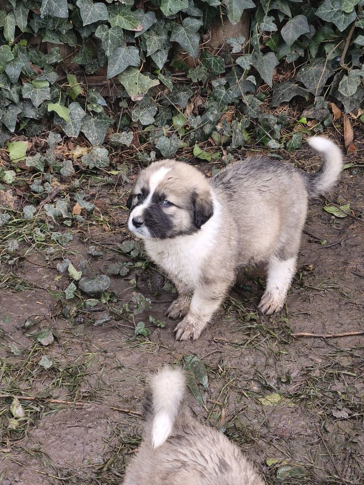 Chiots crois&eacute;s Patou &times; Gampr (Berger Arm&eacute;nien) 0 91180 Saint-germain-l�s-arpajon