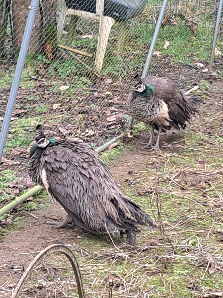 Paonnes 35 53160 Iz�