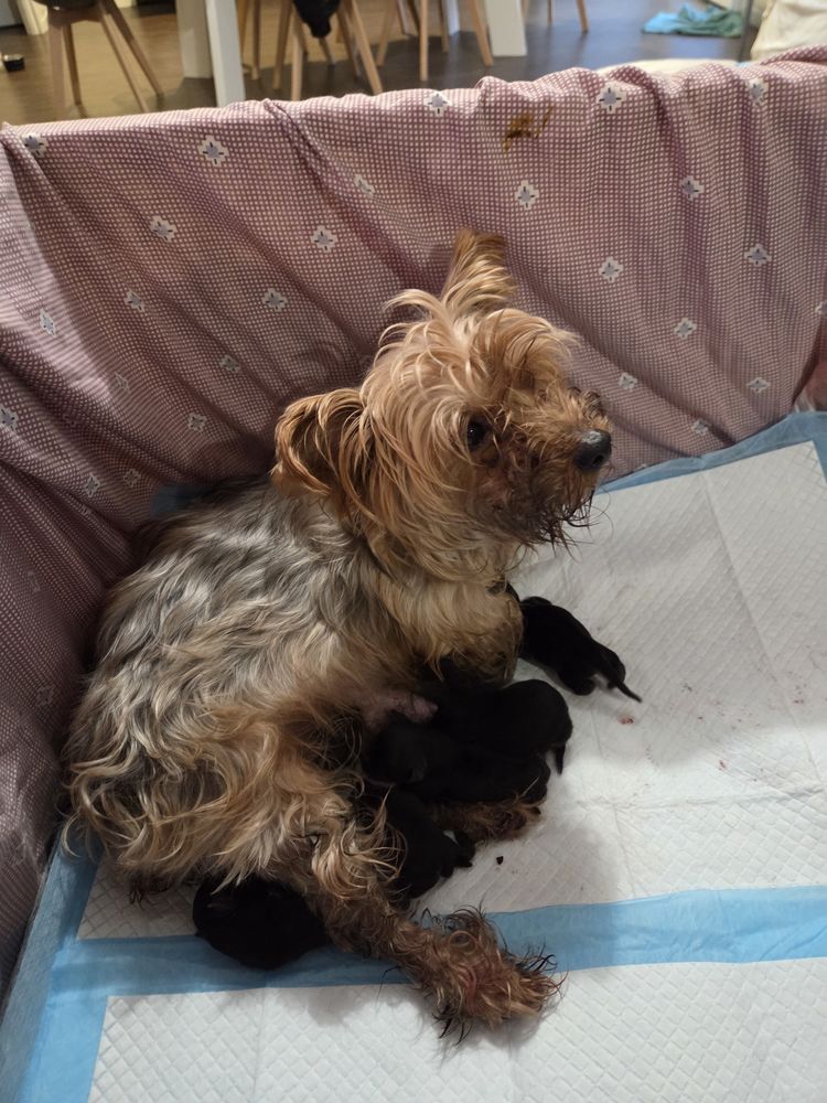 Yorkshire terrier 1350 54220 Malz�ville